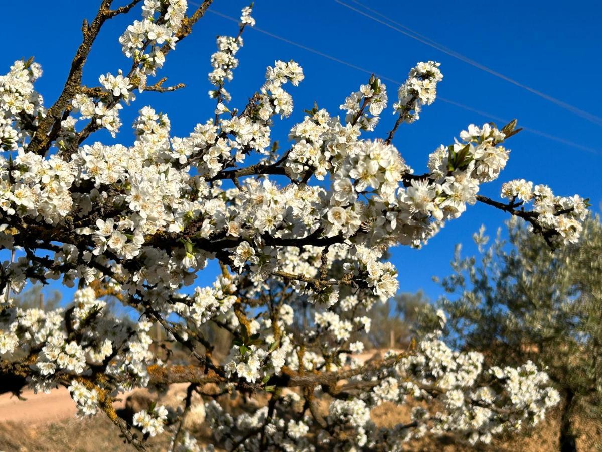 Refugio Andaluz Con Piscina Entre Olivos Villanueva de Tapia Zewnętrze zdjęcie