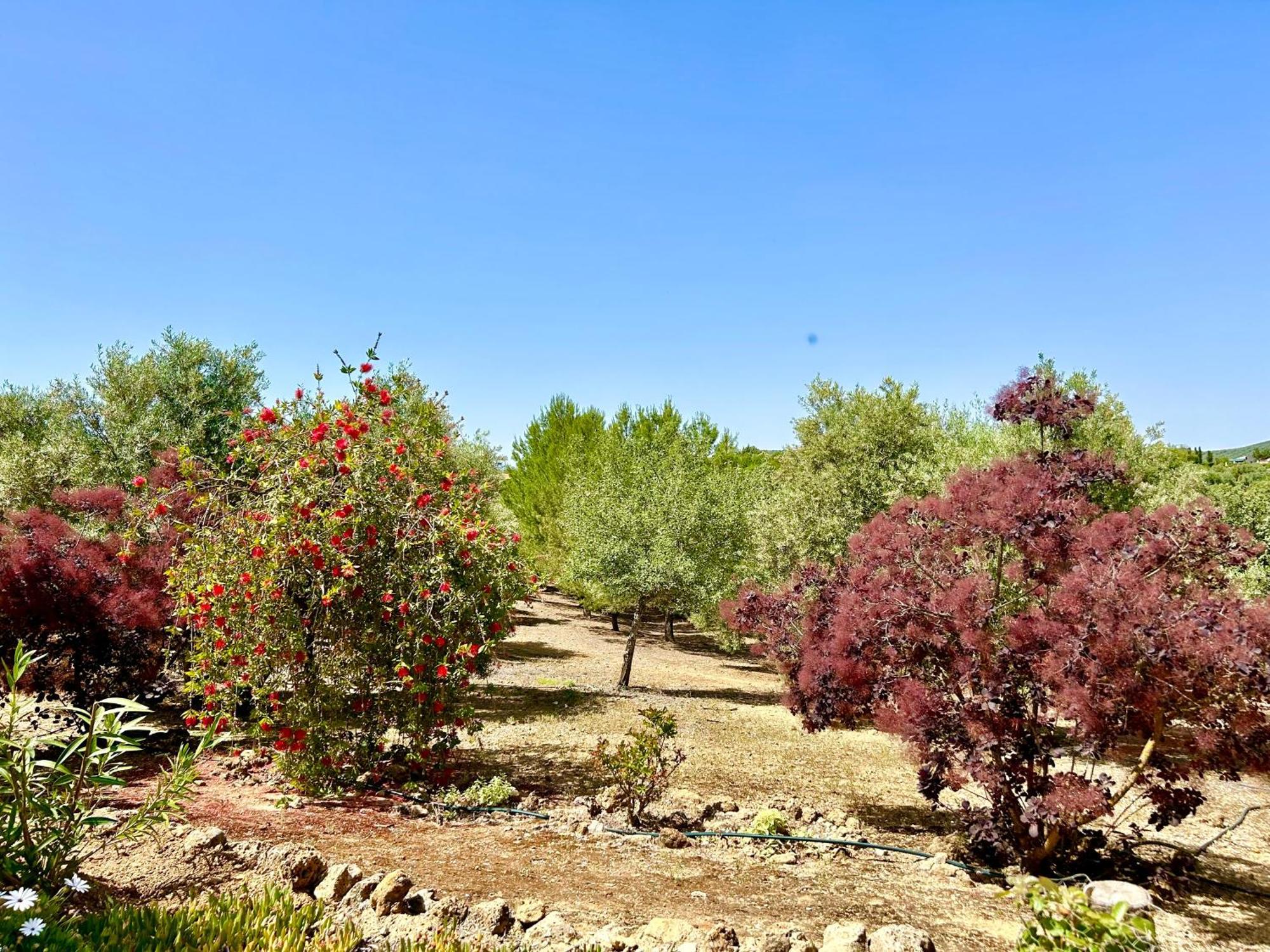 Refugio Andaluz Con Piscina Entre Olivos Villanueva de Tapia Zewnętrze zdjęcie