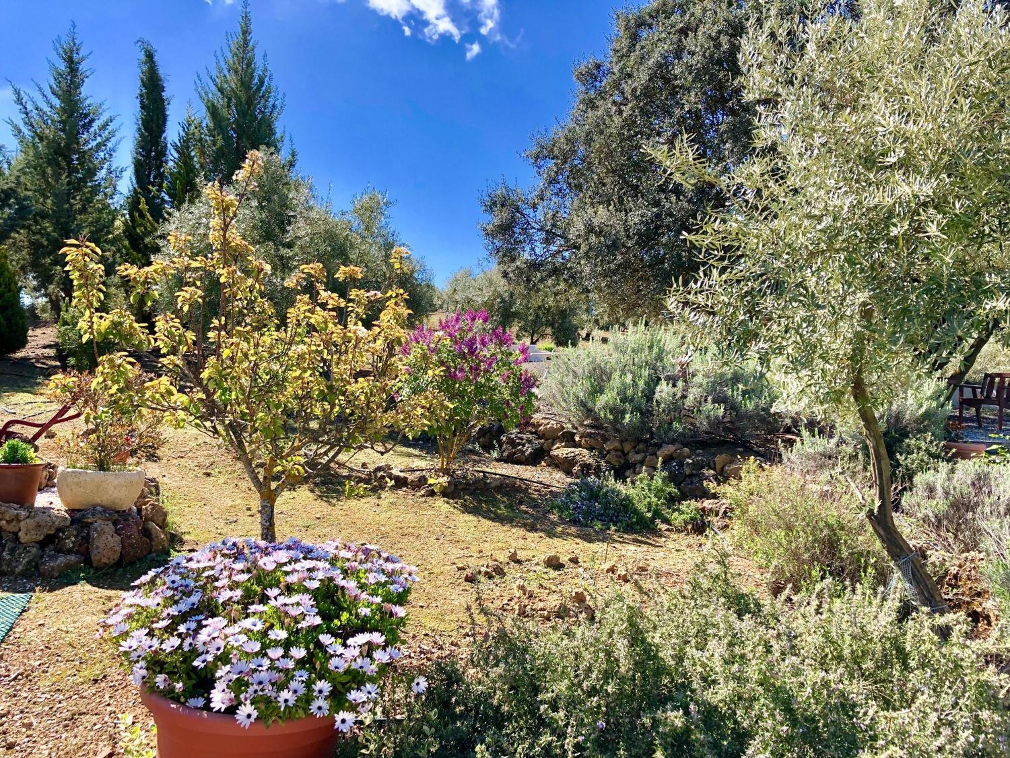 Refugio Andaluz Con Piscina Entre Olivos Villanueva de Tapia Zewnętrze zdjęcie